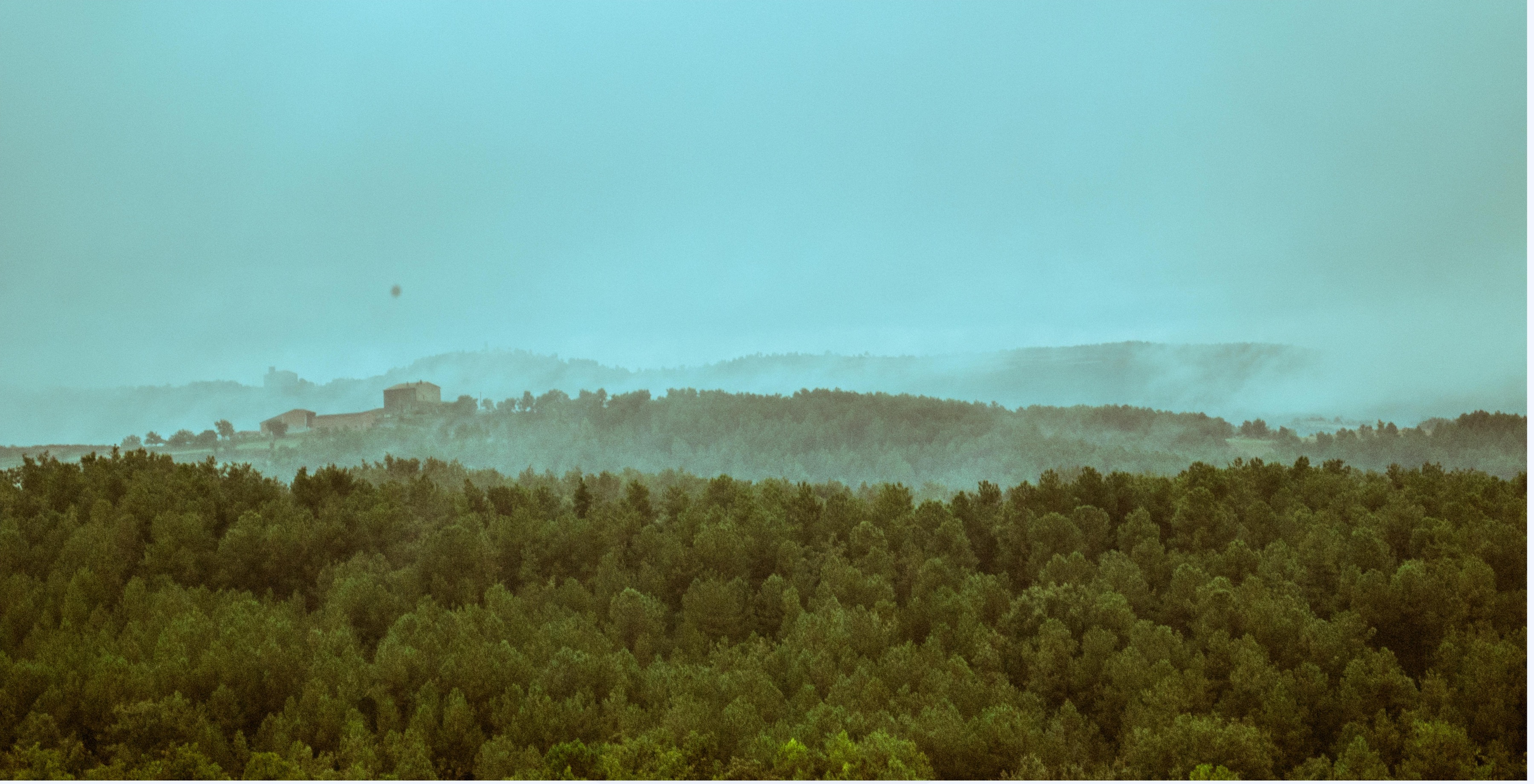 Misty forest landscape at dawn